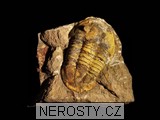 trilobit, MinasGerais