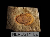 trilobit, MinasGerais