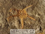 hvzdice + ophiura sp.