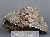hv�zdice + ophiura sp.
