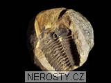 trilobit + diacalymene