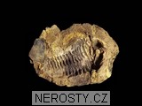 trilobit + diacalymene