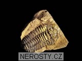 trilobit