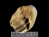 trilobit + diacalymene