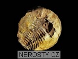 trilobit + diacalymene