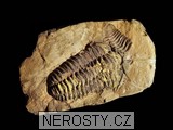 trilobit, MinasGerais