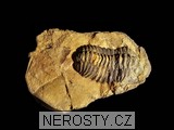 trilobit