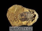 trilobit + diacalymene