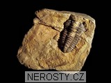 trilobit, MinasGerais