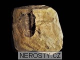 trilobit + diacalymene