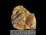 trilobit