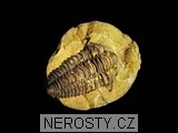 trilobit