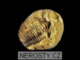 trilobit + diacalymene