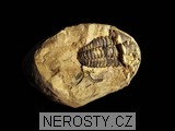 trilobit