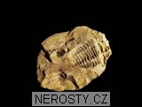trilobit + diacalymene