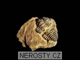 trilobit, MinasGerais