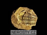 trilobit + diacalymene