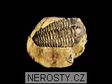 trilobit