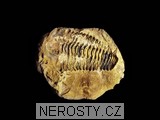 trilobit + diacalymene