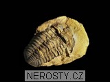 trilobit, MinasGerais