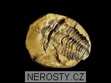 trilobit + diacalymene