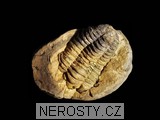 trilobit