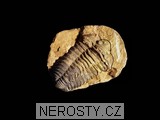 trilobit, MinasGerais