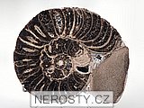 amonit + mammites nodosoides + ob� poloviny
