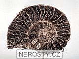 amonit + mammites nodosoides + ob� poloviny