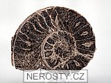 amonit + mammites nodosoides + ob� poloviny
