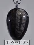 ortoceras