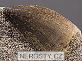 zub + mosasaurus anceps
