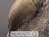 zub + mosasaurus anceps