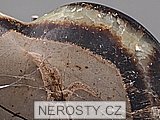 septrie + srdce
