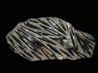 ortoceras