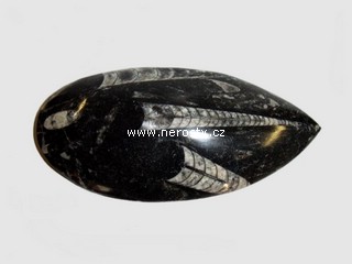 ortoceras