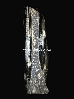 ortoceras