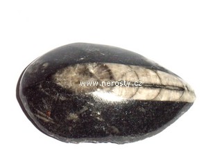 ortoceras
