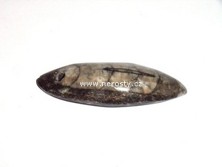 ortoceras