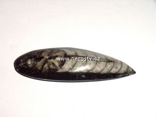 ortoceras