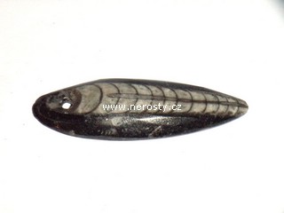 ortoceras