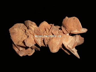 s�drovec