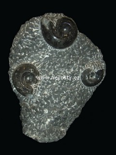 skulptura amonit