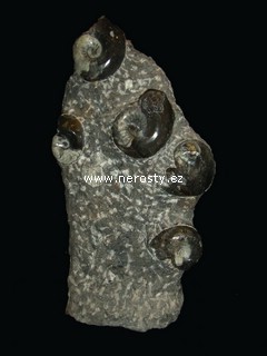 skulptura amonit