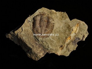 trilobit