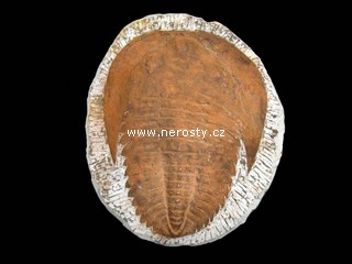 trilobit andalusiana