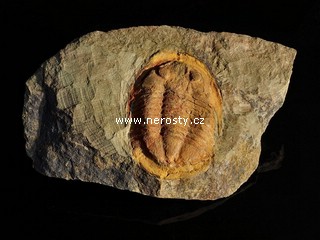 trilobit + asaphus sp.