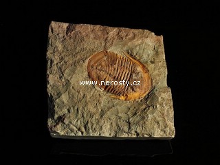trilobit + asaphus sp.