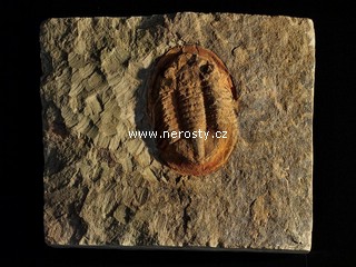 trilobit + asaphus sp.