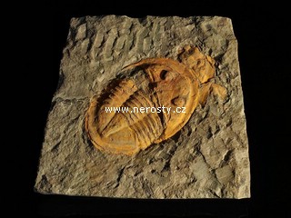 trilobit + asaphus sp.